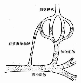 肺小動脈與肺毛細血管靜脈端的交通支—前 終末微動脈