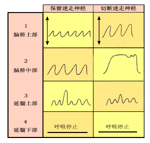 2014初級護師生理學(xué)輔導(dǎo)：中樞神經(jīng)系統(tǒng)調(diào)控機制