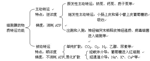2014年臨床助理醫(yī)師考試生理學復習重點(1)