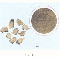 2016年執(zhí)業(yè)藥師《中藥專(zhuān)業(yè)知識(shí)一》臨考通關(guān)卷(2)