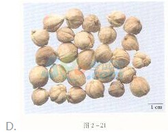 2016年執(zhí)業(yè)藥師《中藥專(zhuān)業(yè)知識(shí)一》臨考通關(guān)卷(2)