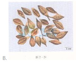 2016年執(zhí)業(yè)藥師《中藥專(zhuān)業(yè)知識(shí)一》臨考通關(guān)卷(2)