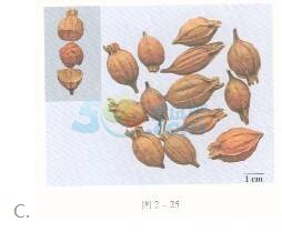 2016年執(zhí)業(yè)藥師《中藥專(zhuān)業(yè)知識(shí)一》臨考通關(guān)卷(2)