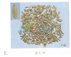 2016年執(zhí)業(yè)藥師《中藥專(zhuān)業(yè)知識(shí)一》臨考通關(guān)卷(2)