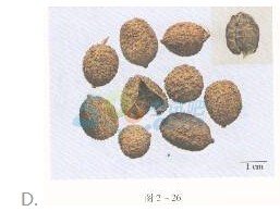2016年執(zhí)業(yè)藥師《中藥專(zhuān)業(yè)知識(shí)一》臨考通關(guān)卷(2)