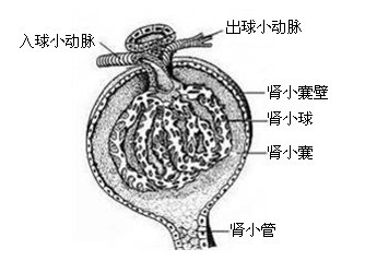 《生物學(xué)科知識(shí)與教學(xué)能力》(初級(jí)中學(xué))考試大綱
